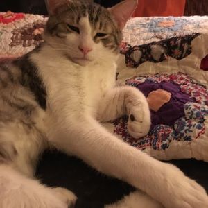 A Day In the Life of Rochambeau